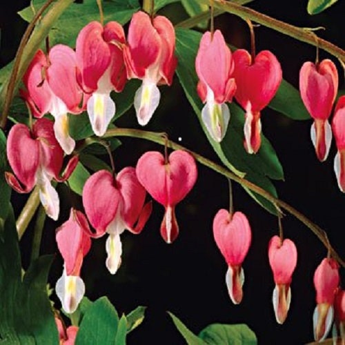 OPEN BLEEDING HEART