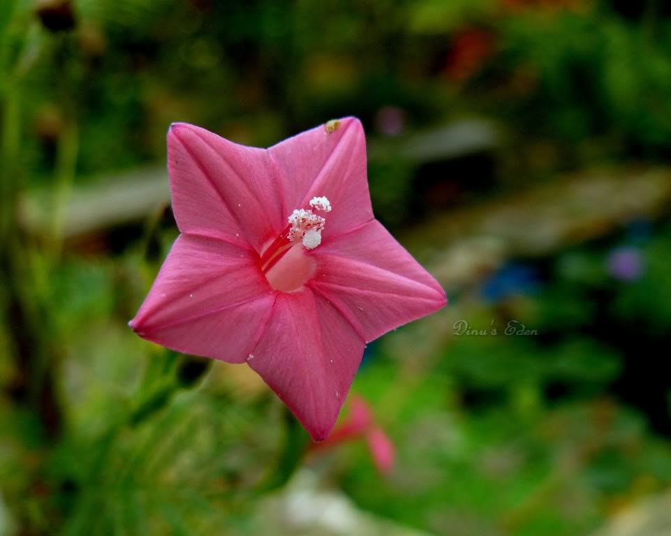 50 CYPRESS VINE MIX Ipomoea Quamoclit Convolvulus Hummingbird Star Morning Glory Cardinal Creeper Flower Seeds - Mixed Colors Red Pink White