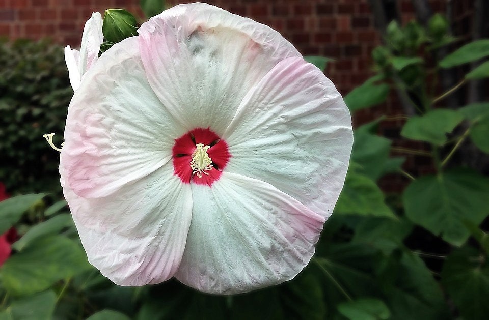 25 MIXED LUNA HIBISCUS Moscheutos Hardy Mixed Colors - Red, Hot Pink, Pink & White Swirl, and White Flower Seeds