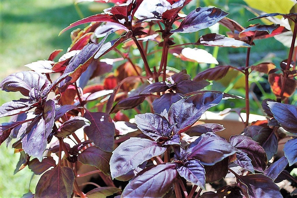 500 RED RUBIN BASIL Ocimum Basilicum Purpurascens Spicy Herb White Lavender Flowers Seeds