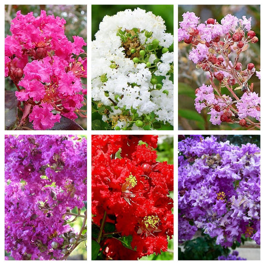 1000 Bulk CREPE MYRTLE Mixed Colors Lagerstroemia Indica Mix Tree Shrub Flower Seeds - Red, Purple, Light Pink, Dark Pink, White, & Lilac
