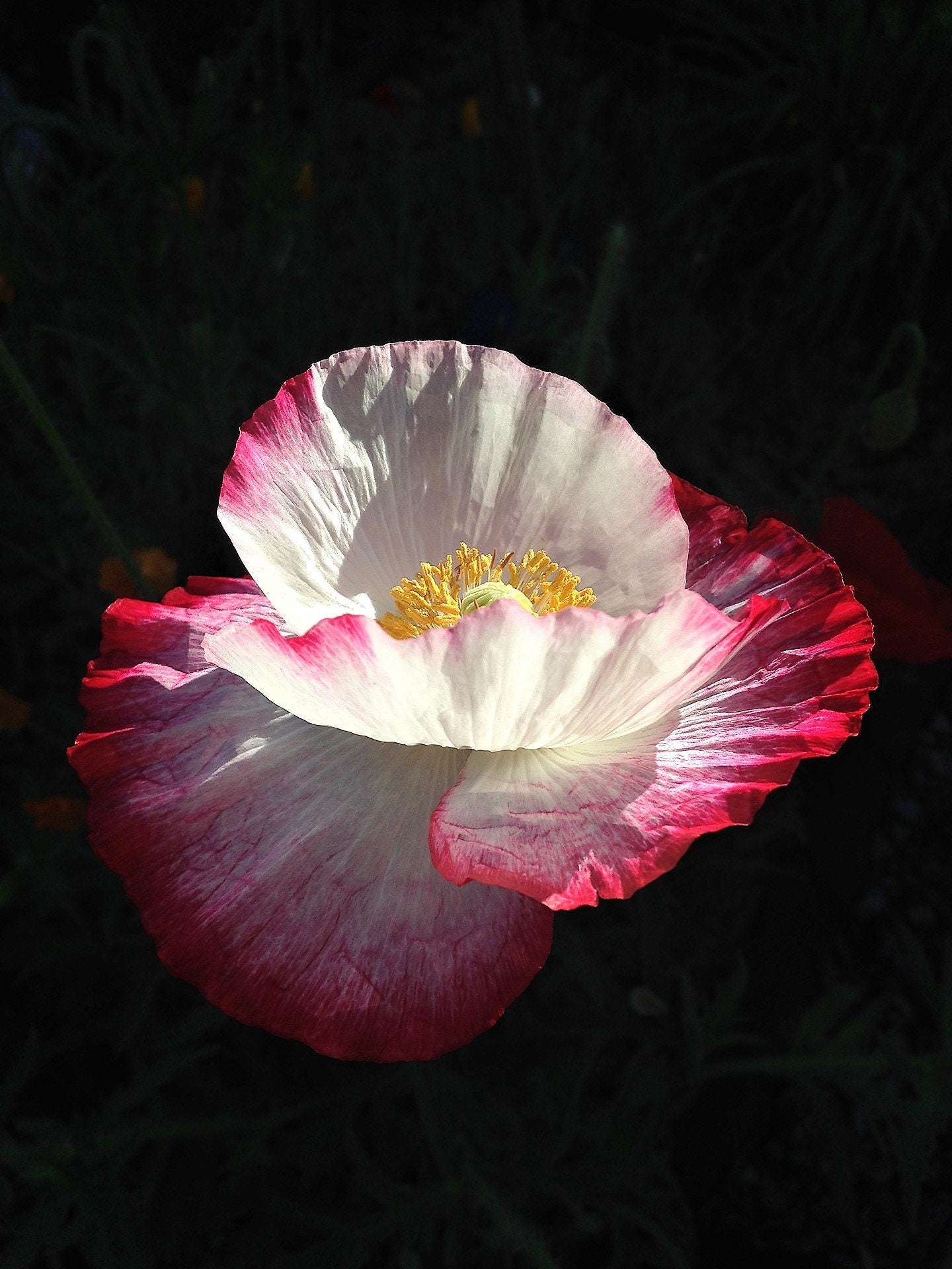 200 Organic AMPHORA POPPY Pink & White Papaver Somniferum Flower Seeds