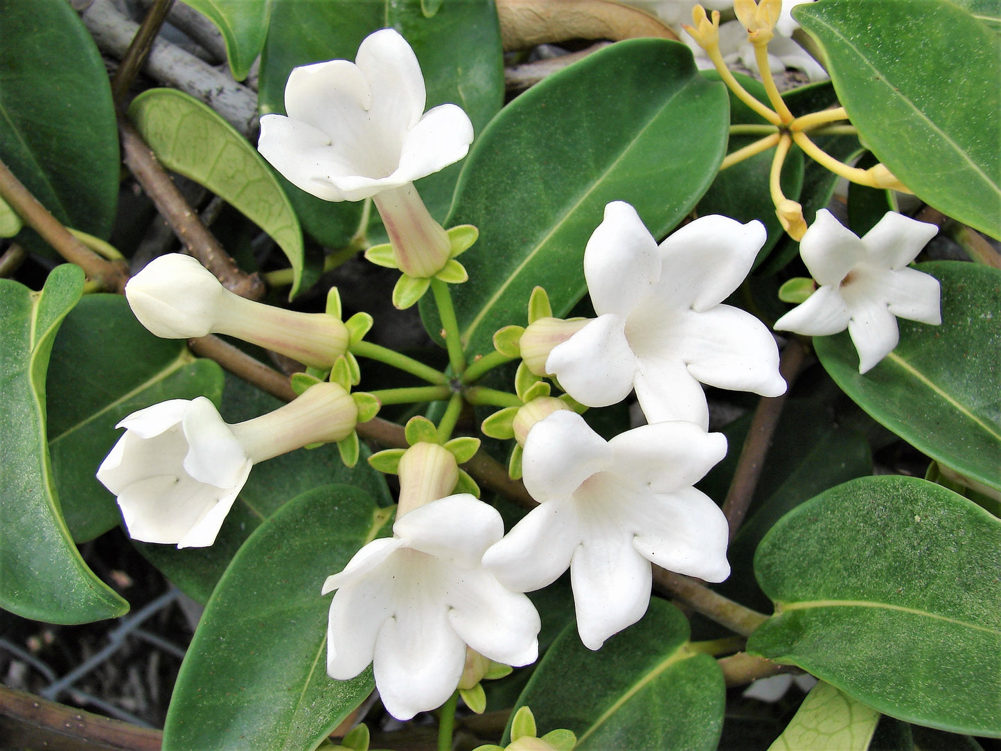 10 MADAGASCAR JASMINE Vine Stephanotis Floribunda Fragrant Houseplant Bridal Wreath White Hawaiian Wedding Flower Seeds