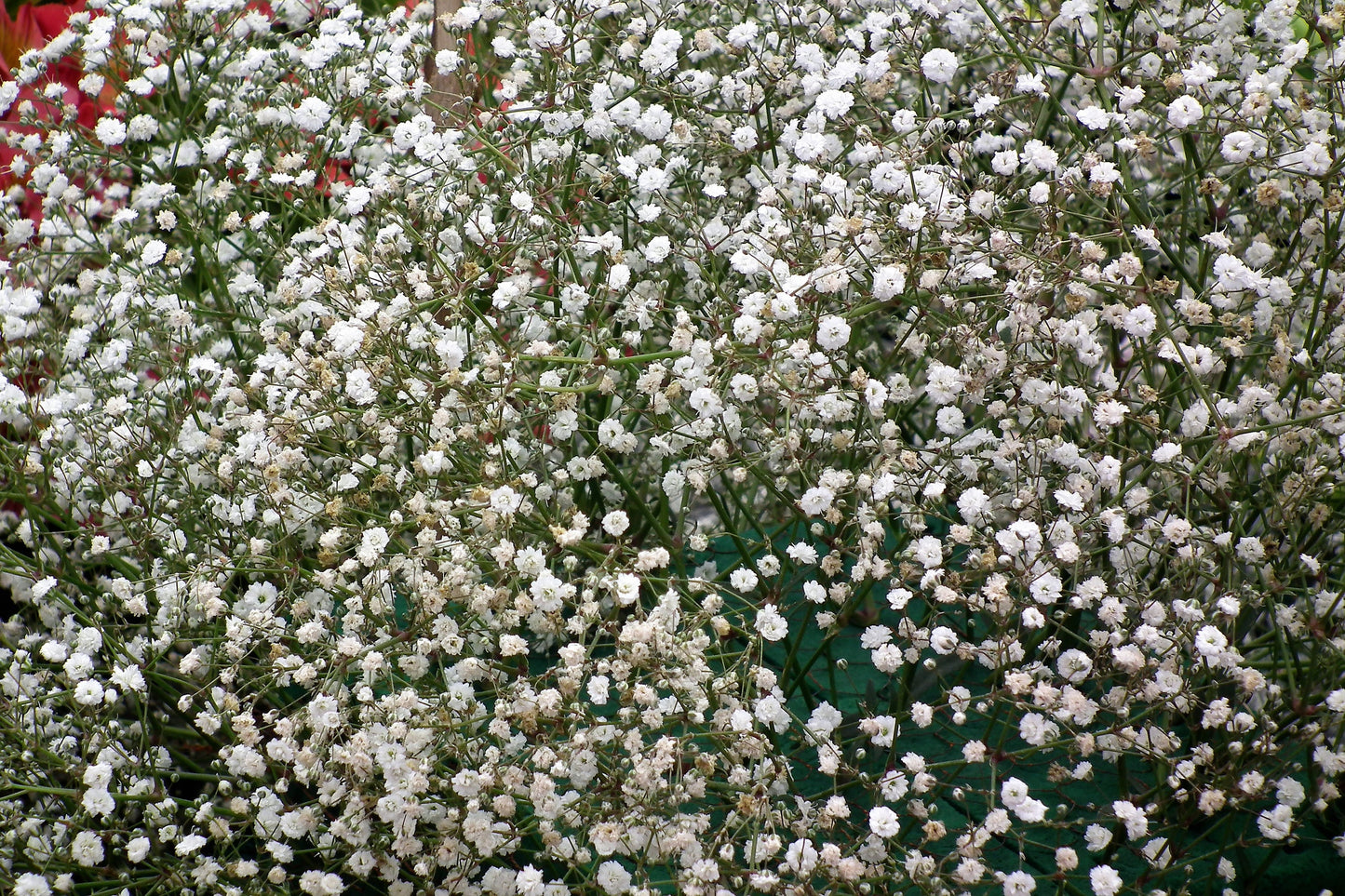 1000 White BABY'S BREATH 'Covenant Garden' Gypsophila Elegans Flower Seeds