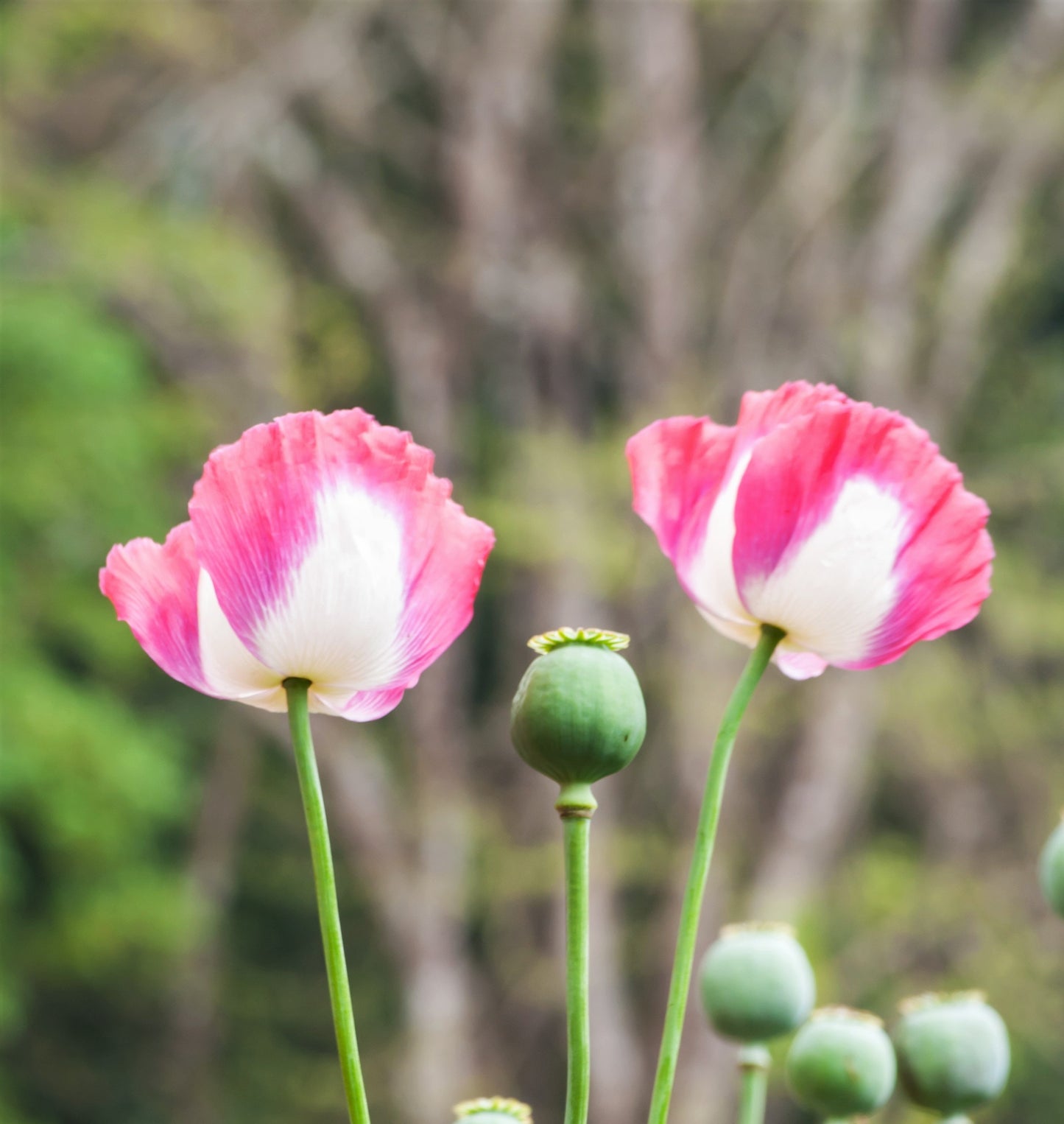 200 Organic AMPHORA POPPY Pink & White Papaver Somniferum Flower Seeds