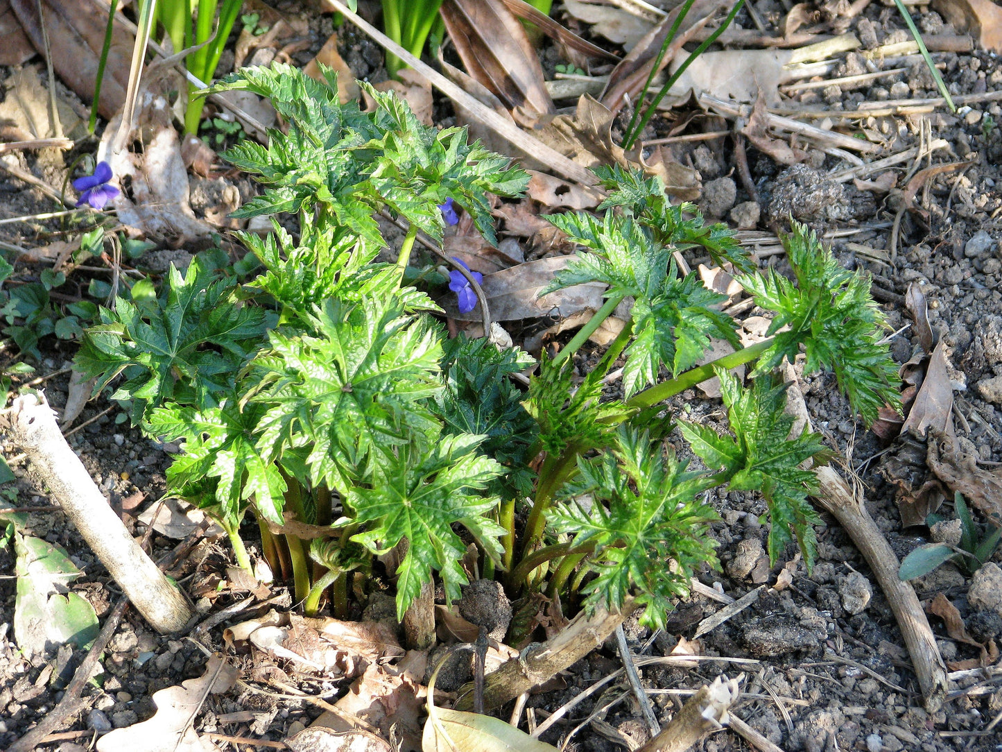 200 WHITE GLADE MALLOW Napaea Dioica Flower Seeds