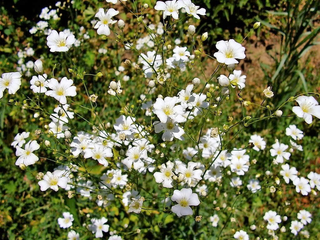1000 White BABY'S BREATH 'Covenant Garden' Gypsophila Elegans Flower Seeds