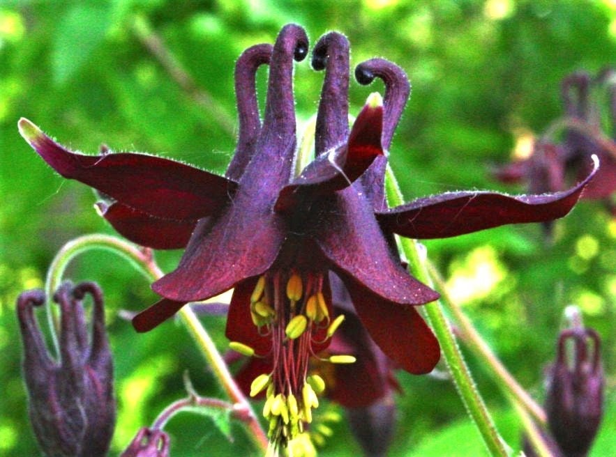 20 BLACK COLUMBINE Dark Columbine Aquilegia Atrata Deep Purple Flower Seeds