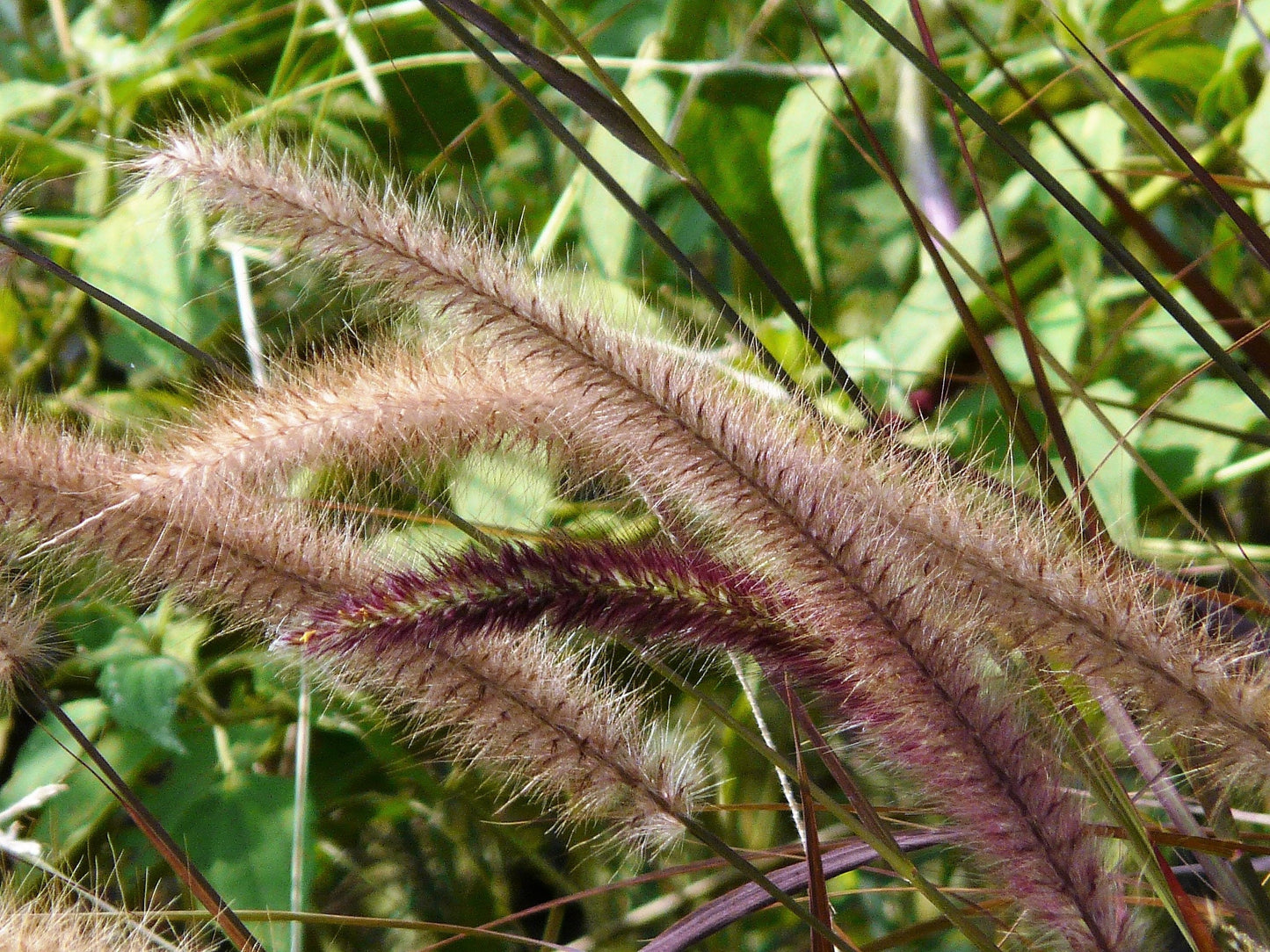 25 PURPLE FOUNTAIN GRASS Ornamental Pennisetum Setaceum Dark Burgundy Flower Seeds