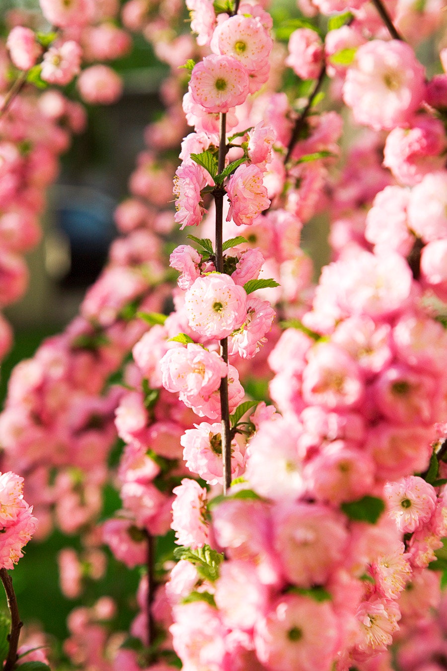 10 FLOWERING ALMOND Prunus Triloba aka Flowering Plum & Rose Tree Fragrant Double Pink Flower Shrub Seeds
