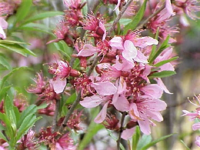 5 DWARF RUSSIAN ALMOND Prunus Tenella Rose Red Pink Fragrant Flower Shrub Seeds