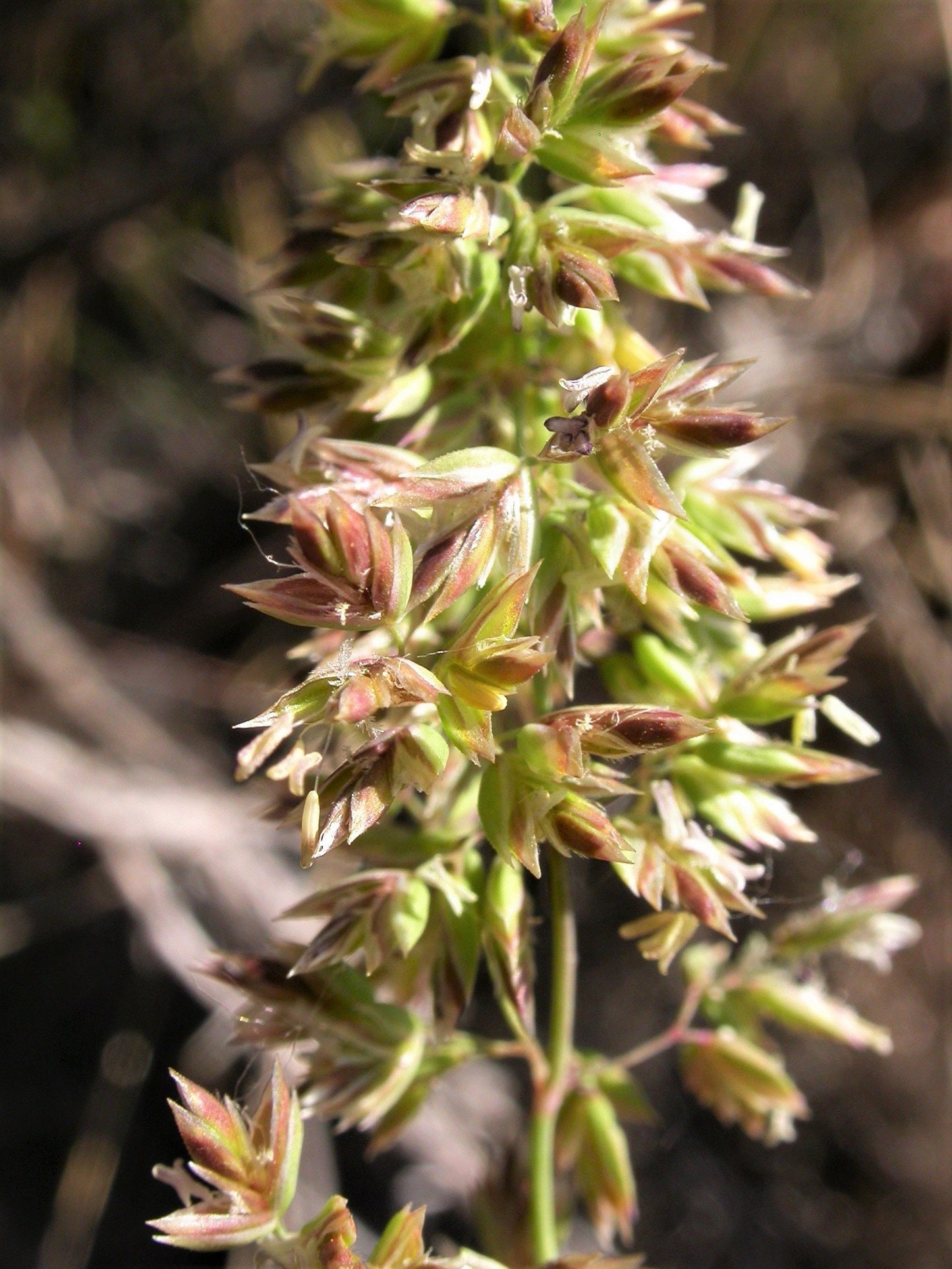 500 MUTTONGRASS Poa Fendleriana Eragrostis Mutton Grass Bluegrass Native Seeds