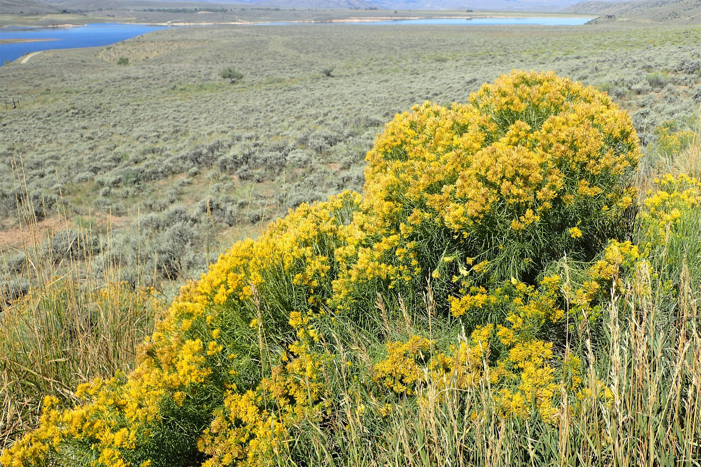 100 RUBBER RABBITBRUSH Chamisa Ericameria Nauseosa Native Desert Shrub Yellow Flower Seeds