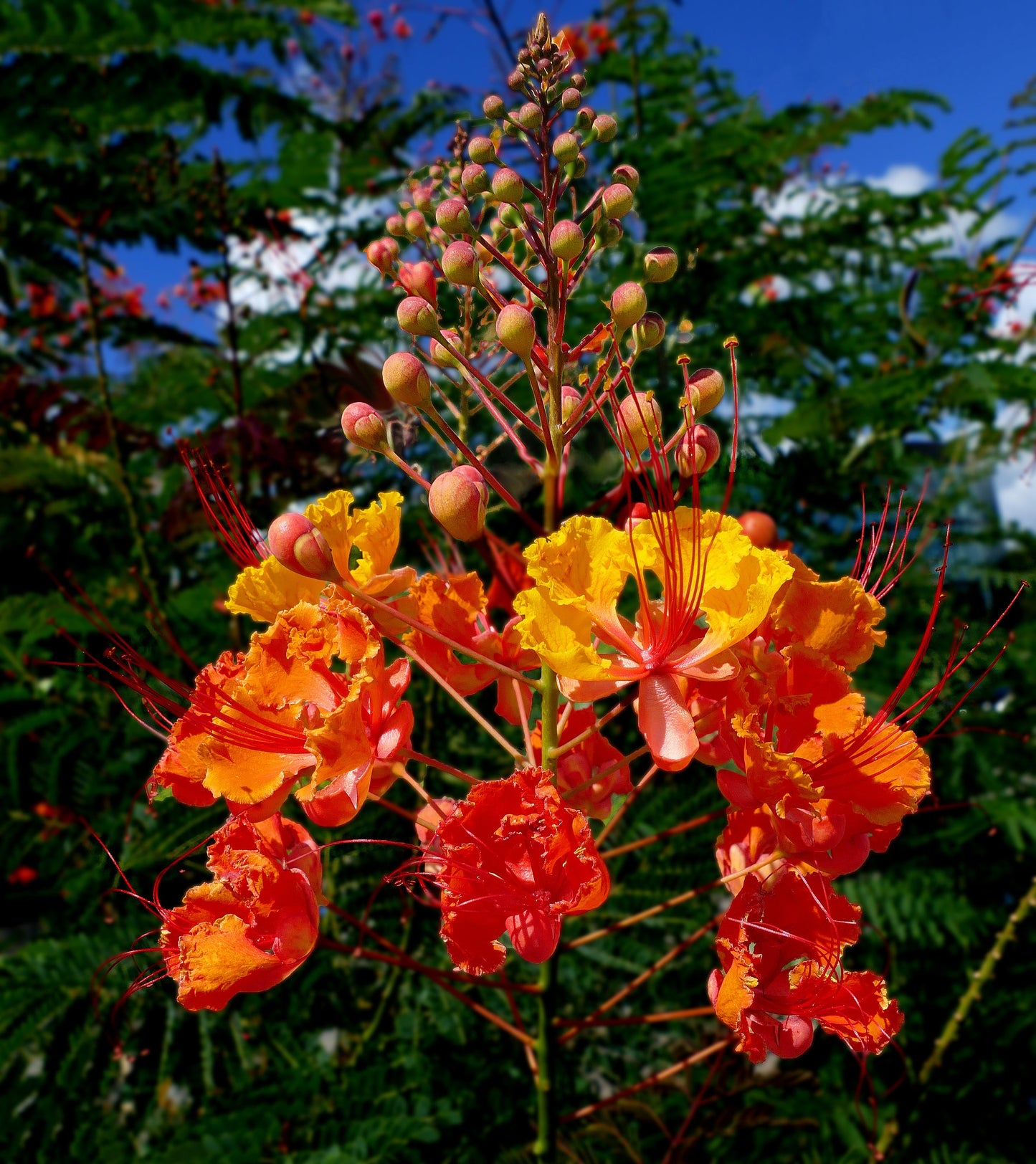 10 RED BIRD Of PARADISE Caesalpinia Pulcherrima aka Pride of Barbados, Dwarf Poinciana, Peacock Flower Seeds