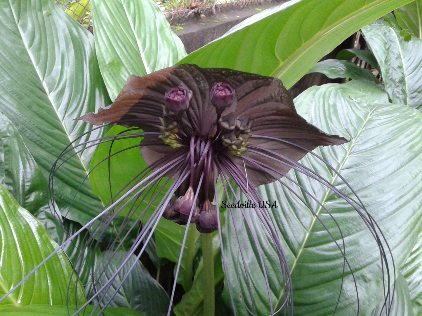 5 Black BAT FLOWER ( Cats Whiskers / Devil Flower ) Tacca Chantrieri Flower Seeds