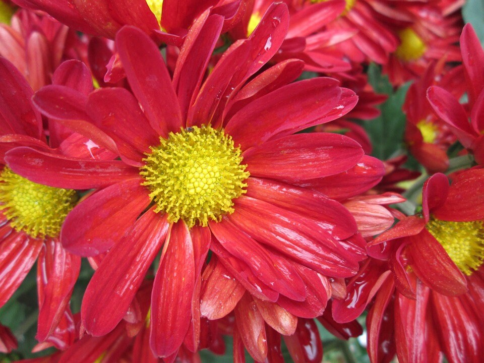 100 RED ROBINSONS DAISY Painted Chrysanthemum Coccineum Pyrethrum Flower Seeds
