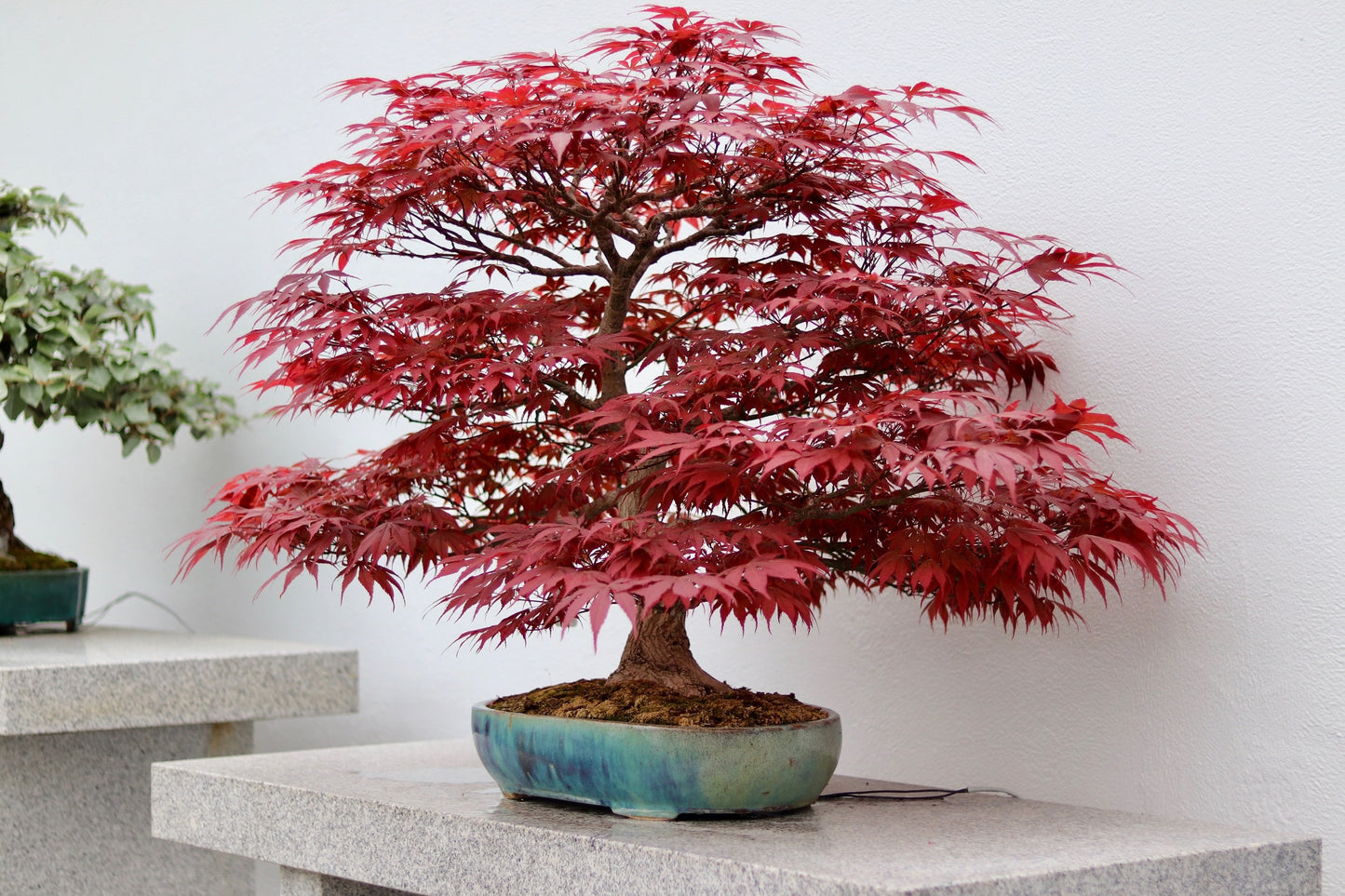10 RED JAPANESE MAPLE Tree Bloodgood Ornamental Acer Palmatum Seeds