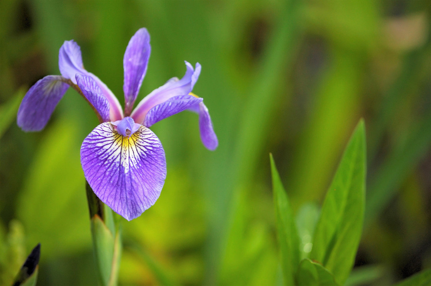 25 BLUE FLAG IRIS Versicolor ( Dry - Moist Soil ) Native Purple Yellow White Fragrant Flower Seeds