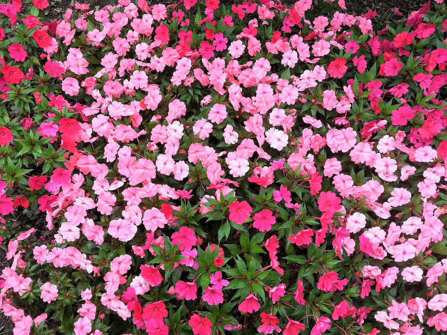 50 DWARF PINK IMPATIENS Walleriana Sun or Full Shade Flower Seeds