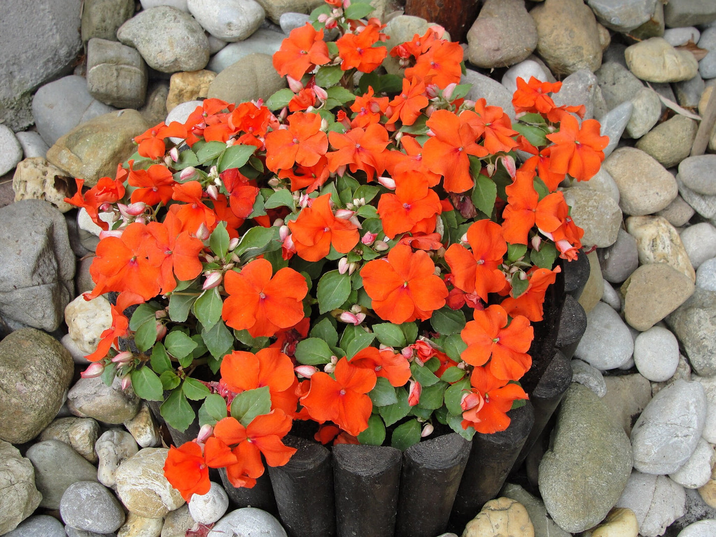 50 DWARF ORANGE IMPATIENS Walleriana Part Sun or Full Shade Flower Seeds