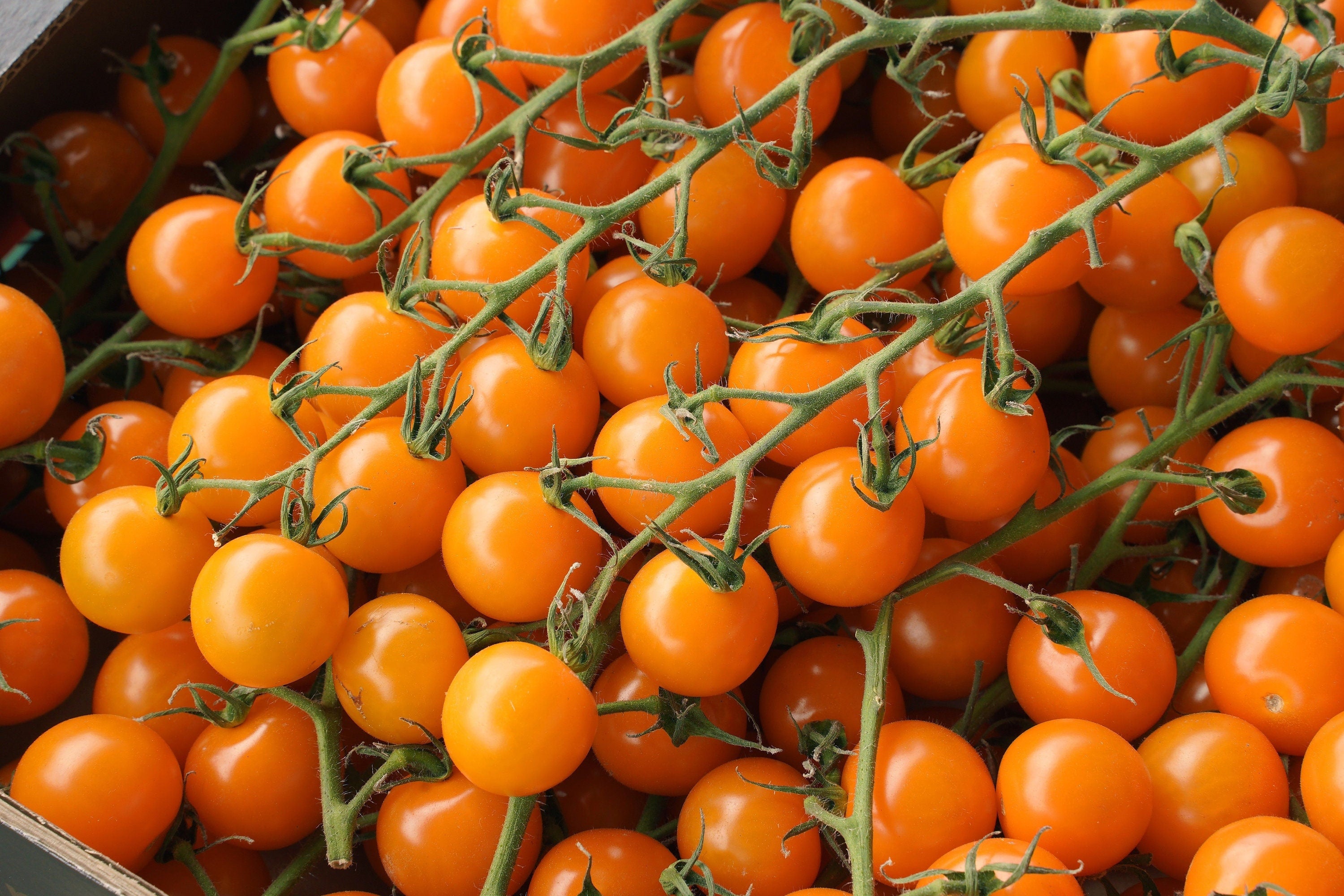 Orange Slicer Tomato (Solanum lycopersicum 'Orange Slicer') in