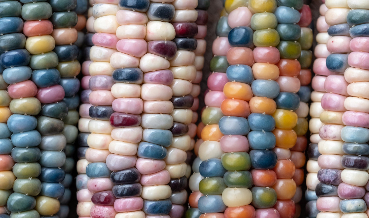 30 GLASS GEM CORN Mixed Colors Ornamental Edible Zea Mays Heirloom Vegetable Seeds