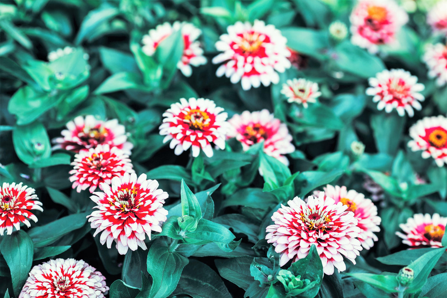 100 ICE QUEEN ZINNIA Elegans Bicolor Double Pink Red White Flower Seeds