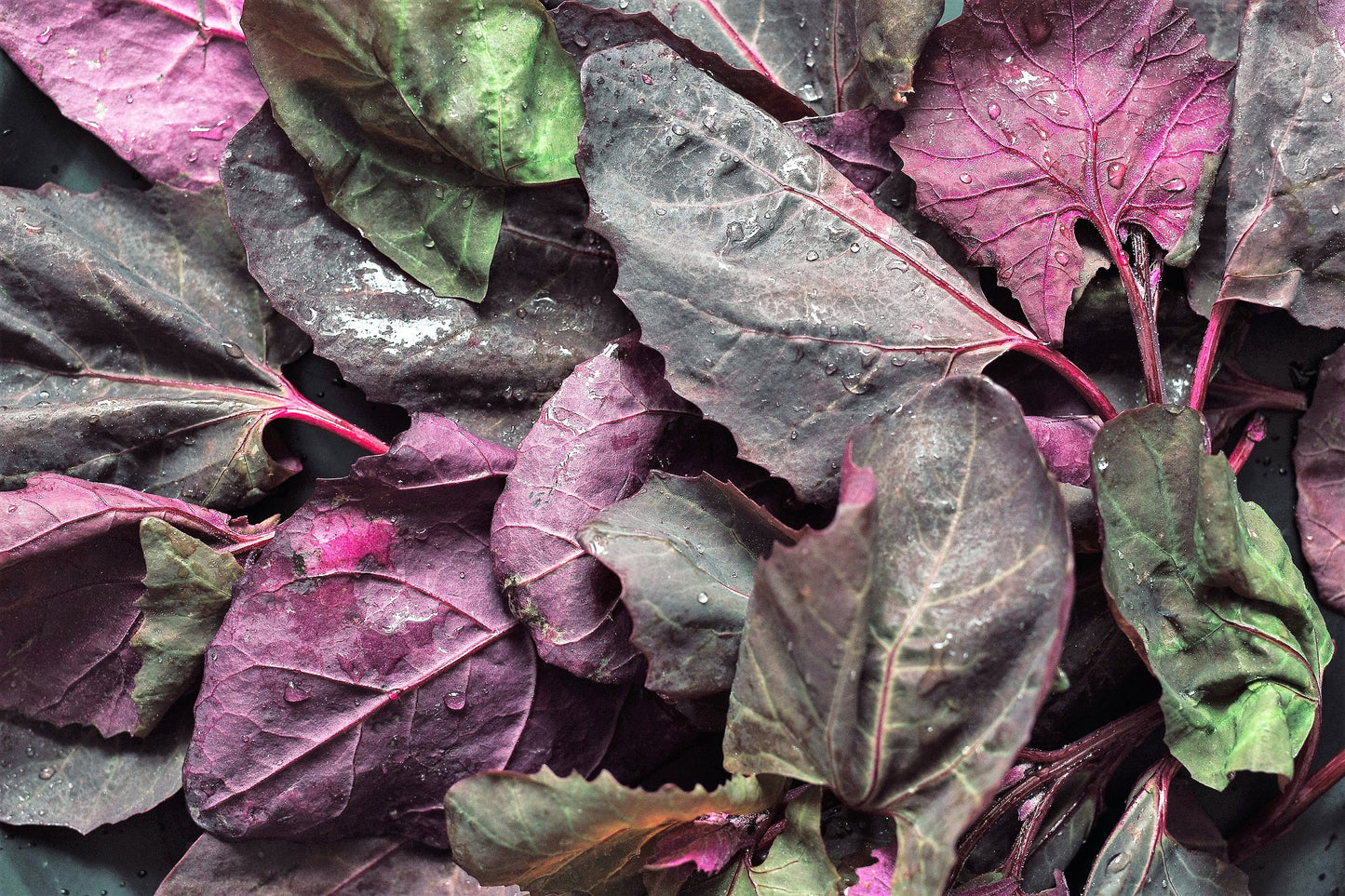 150 TRIPLE PURPLE ORACH Mountain Spinach Atriplex Hortensis Leaf Vegetable Purple Greens Seeds