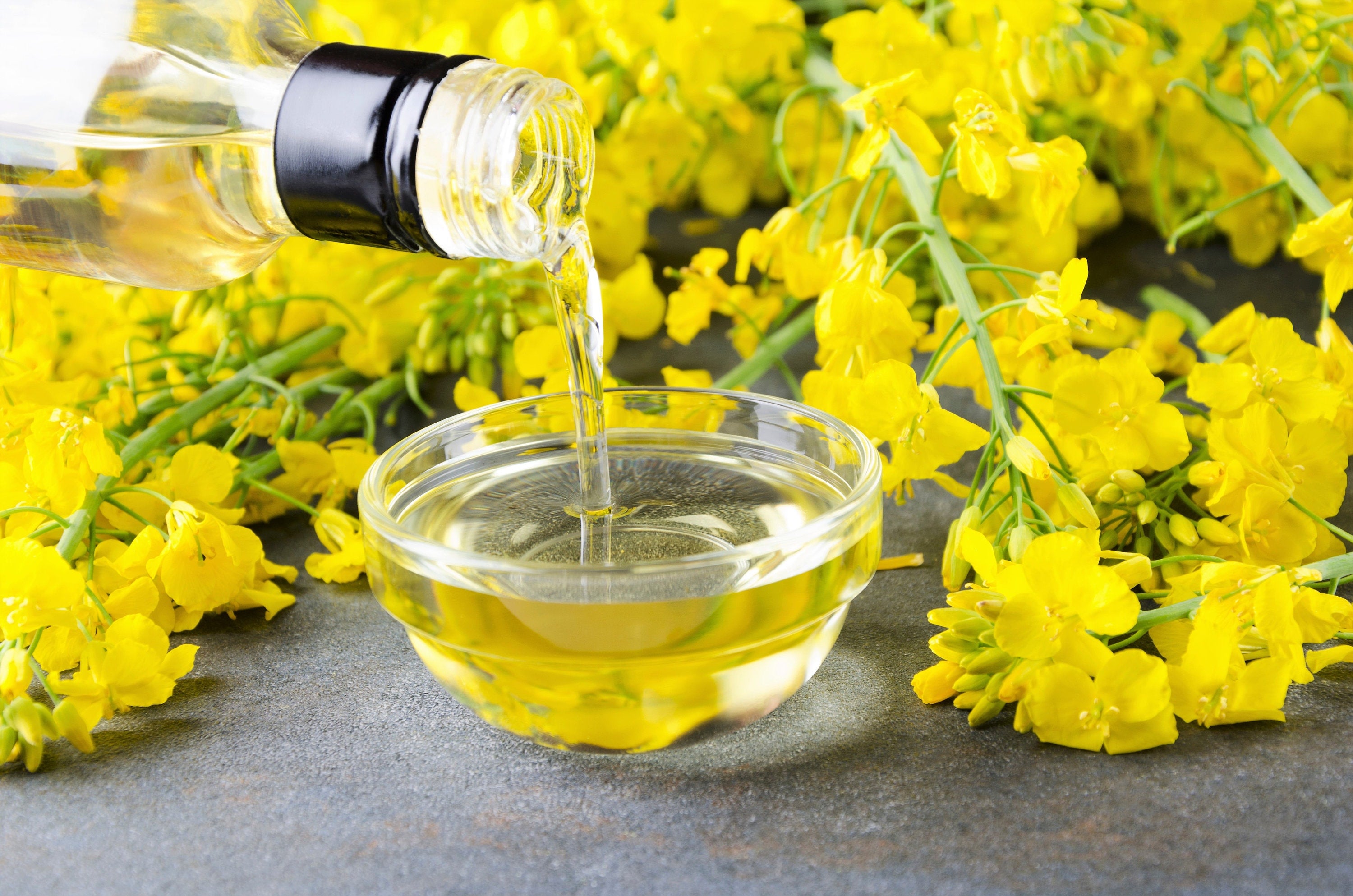 canola flower seeds 1000 ' WICHITA ' Winter CANOLA Brassica Napus Rape Oilseed Cover Crop – Seedville USA