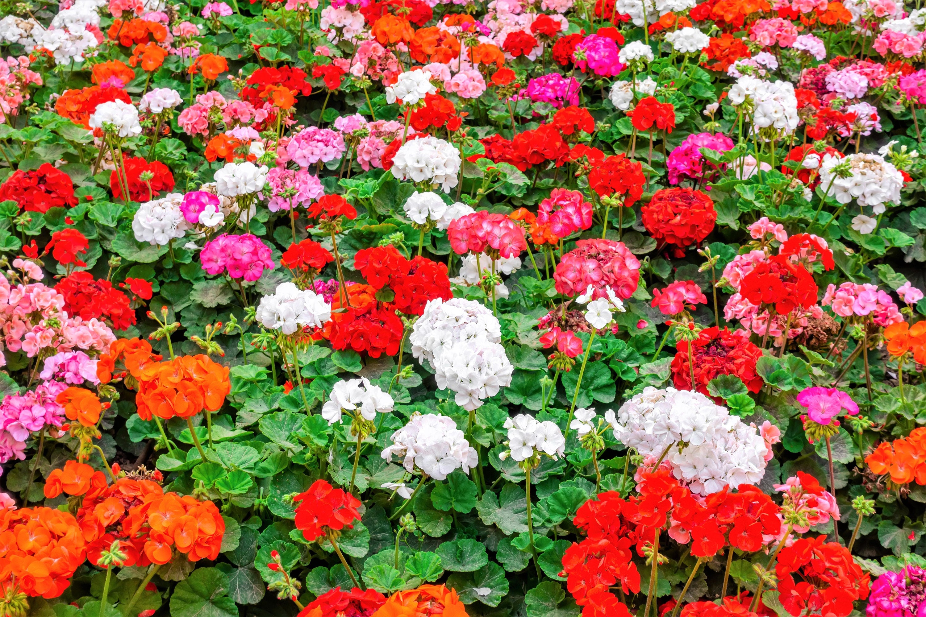geranium hybrid seeds 10 MIXED COLORS GERANIUM Pelargonium Zonale Pink, Purple, White, Red, – Seedville USA