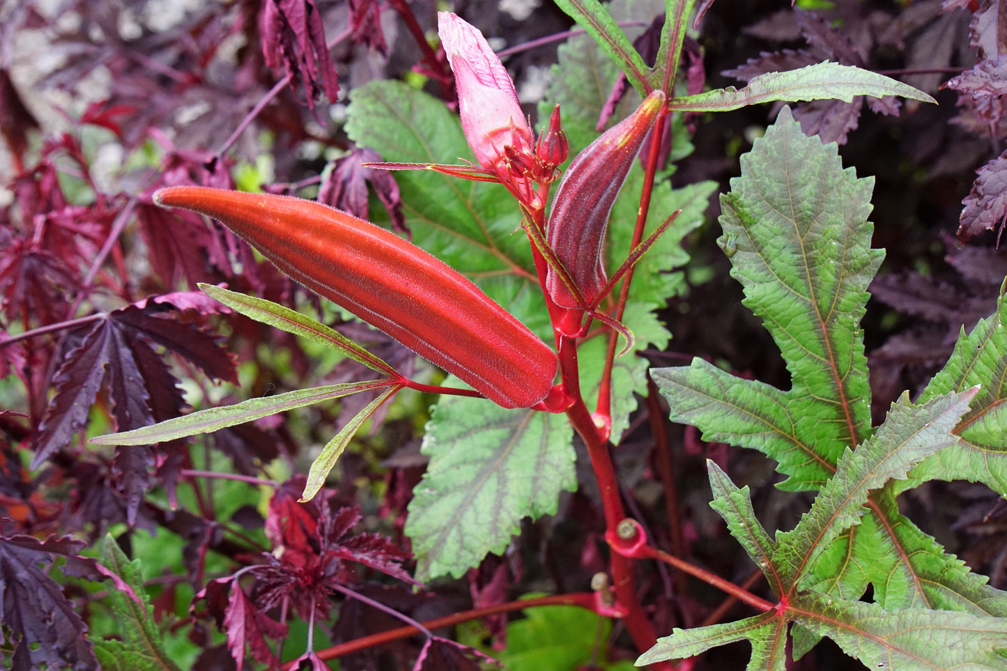 50 JING ORANGE OKRA Abelmoschus Esculentus Yellow & Red Flower Red Orange Vegetable Seeds