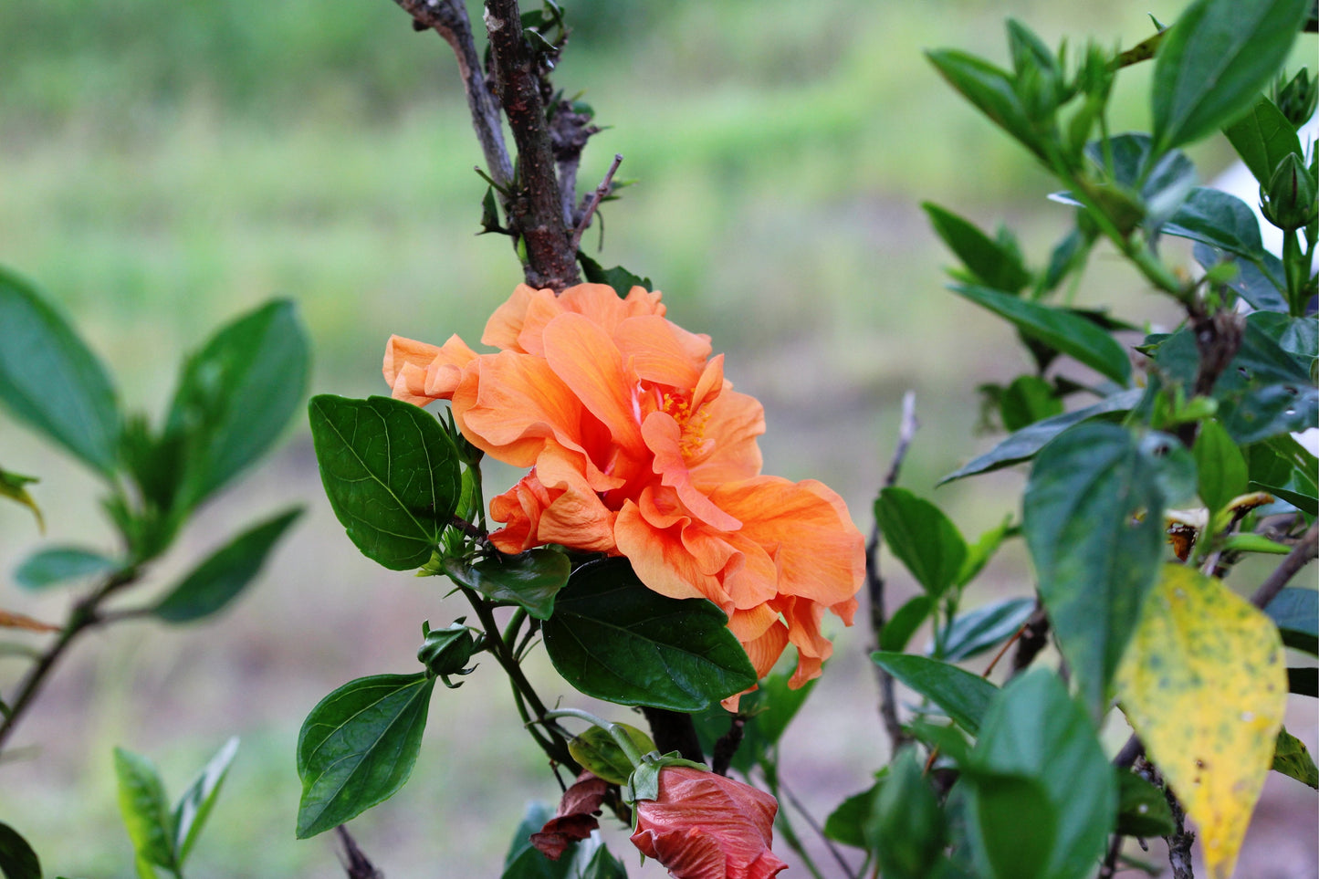 5 ORANGE CLIMBING ROSE Rosa Bush Vine Climber Fragrant Butterfly Flower Seeds