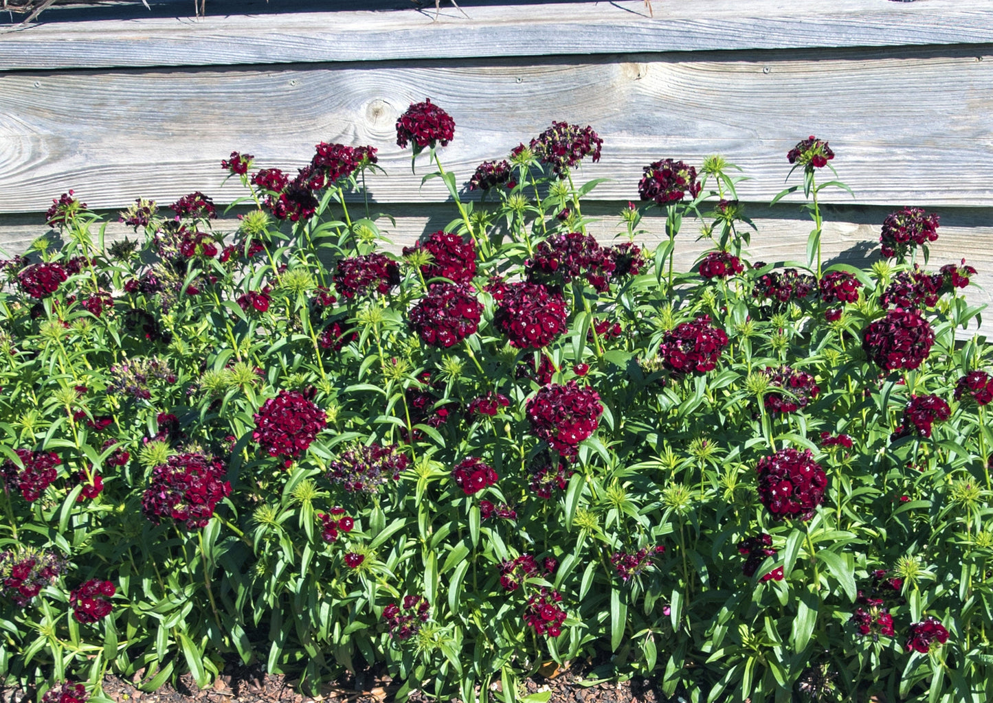 30 SOOTY DIANTHUS Barbatus Dark Maroon Red Sweet William Flower Seeds