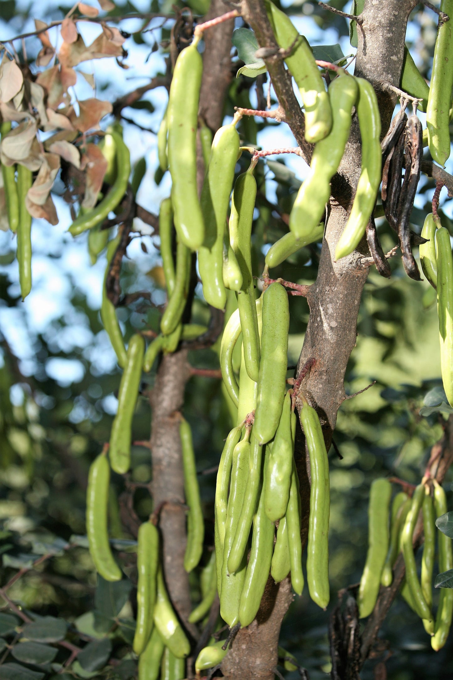 20 CAROB TREE Saint John's Bread Ceratonia Siliqua Evergreen Edible Fruit Pods Legume Flowering Ornamental Tree Seeds