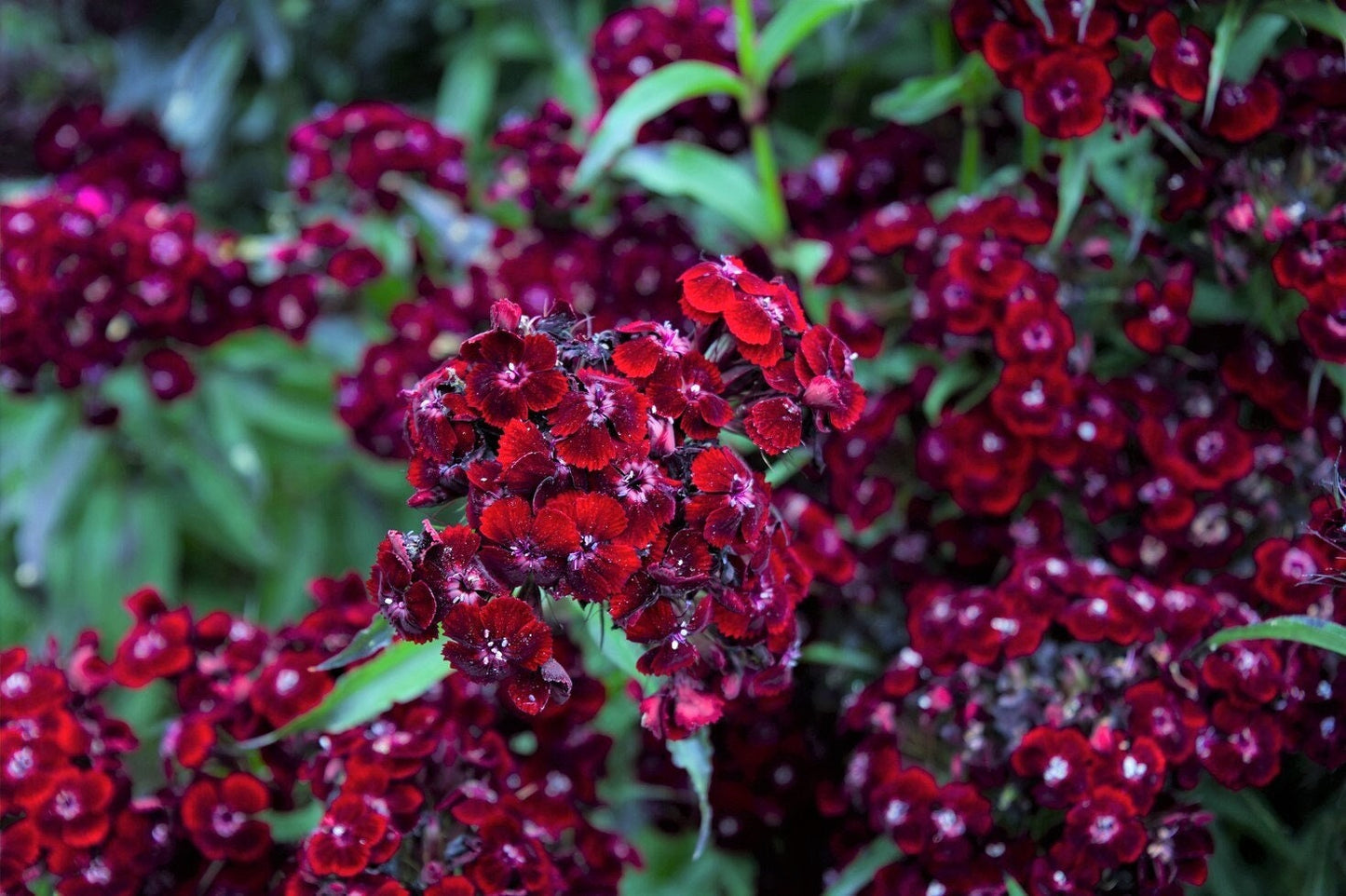30 SOOTY DIANTHUS Barbatus Dark Maroon Red Sweet William Flower Seeds