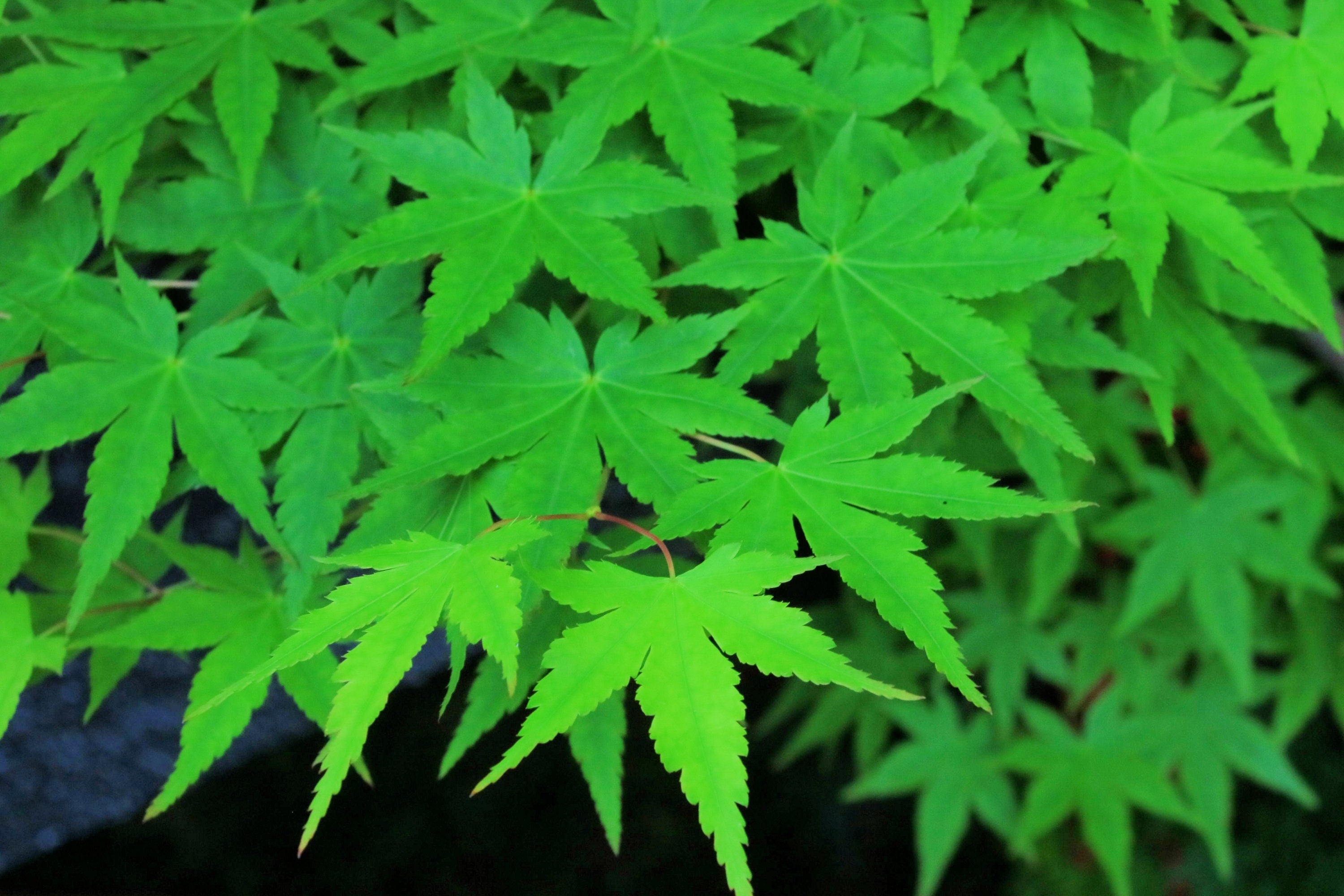 Green Japanese Maple Tree Leaves green-japanese-maple-tree-leaves