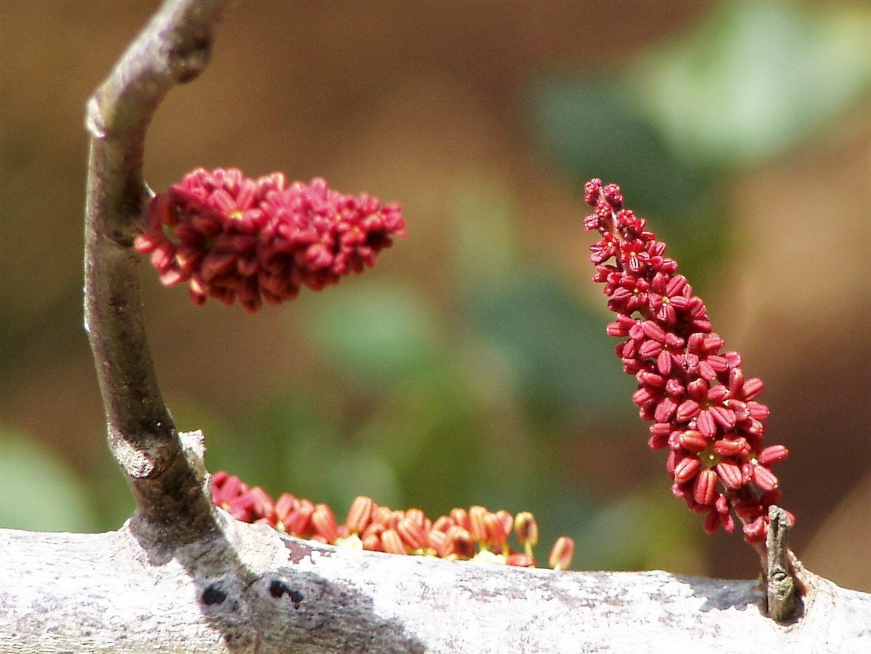 20 CAROB TREE Saint John's Bread Ceratonia Siliqua Evergreen Edible Fruit Pods Legume Flowering Ornamental Tree Seeds