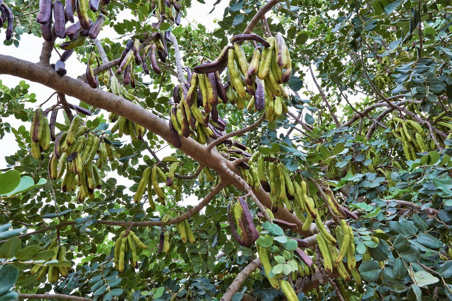 20 CAROB TREE Saint John's Bread Ceratonia Siliqua Evergreen Edible Fruit Pods Legume Flowering Ornamental Tree Seeds