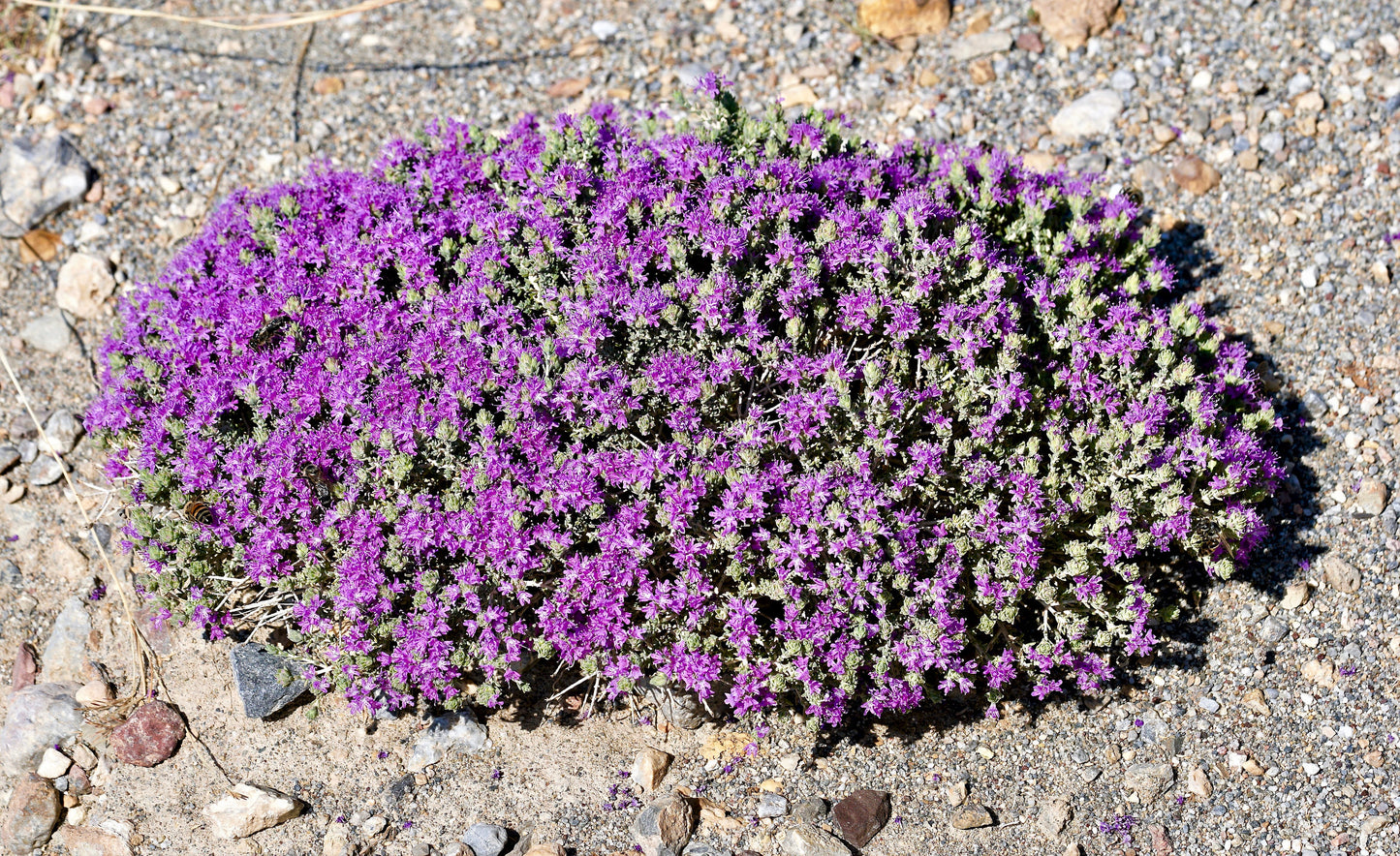 40 CONEHEAD THYME Thymus Capitatus syn. Thymbra Capitata Mediterranean aka Spanish Oregano Persian Hyssop Herb Purple Flower Seeds
