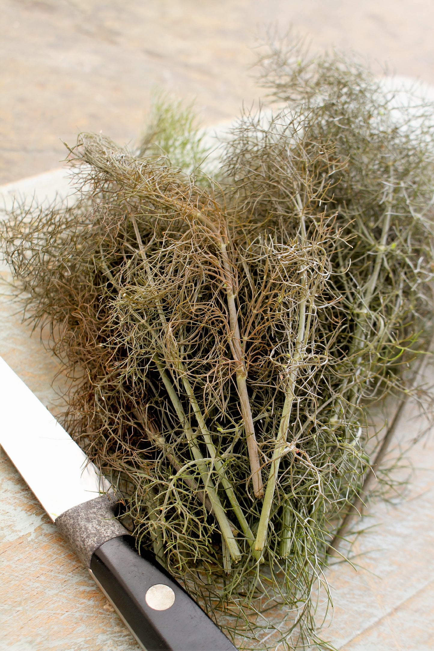 100 Organic BRONZE FENNEL Foeniculum Vulgare Purpureum Herb Bronze Foliage Yellow Flower Seeds