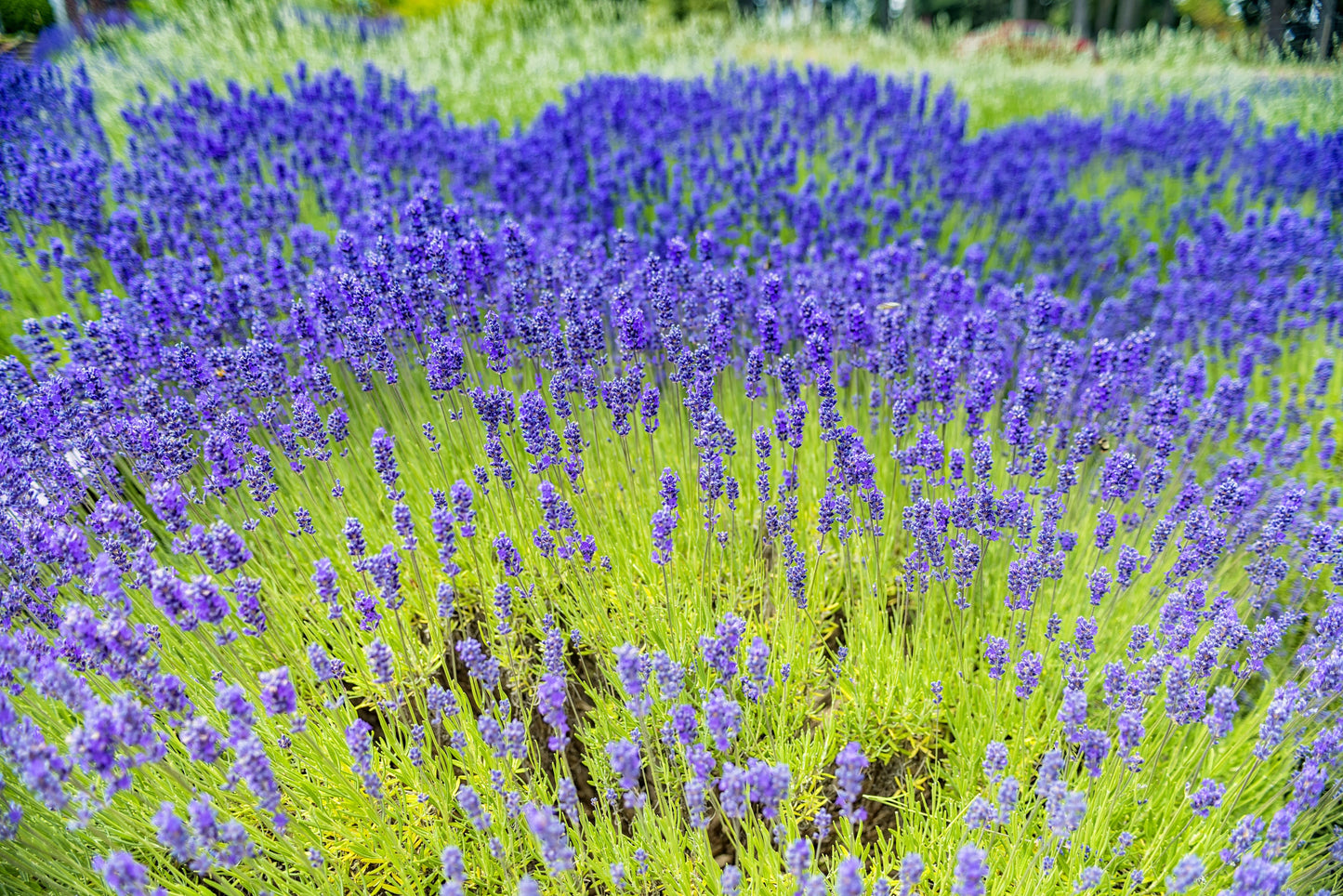 200 MUNSTEAD LAVENDER Blue English Lavandula Angustifolia Munstead Fragrant Purple Flower Herb Seeds