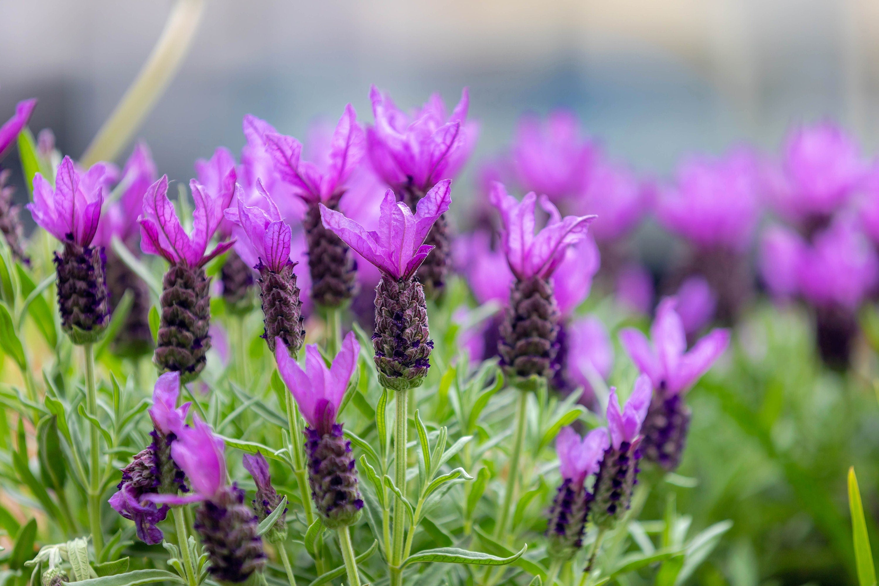 lavender the flower 100 FRENCH LAVENDER aka Butterfly Lavender, Spanish, Topped Lavandula – Seedville USA