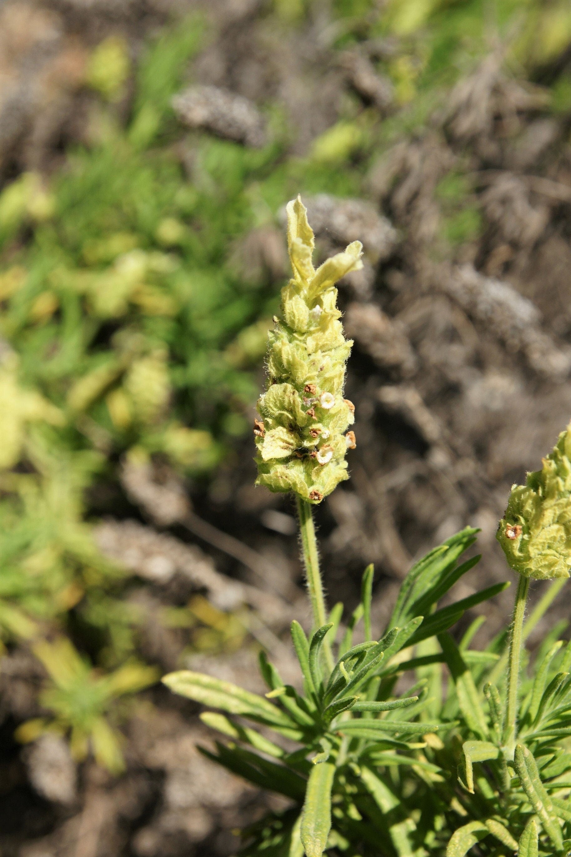 yellow lavender plants 20 YELLOW LAVENDER Lavandula Viridis aka Canary Island, Green, White, Spanish, Portuguese, Madeira, Lemon Fragrant Flower Herb Seeds
