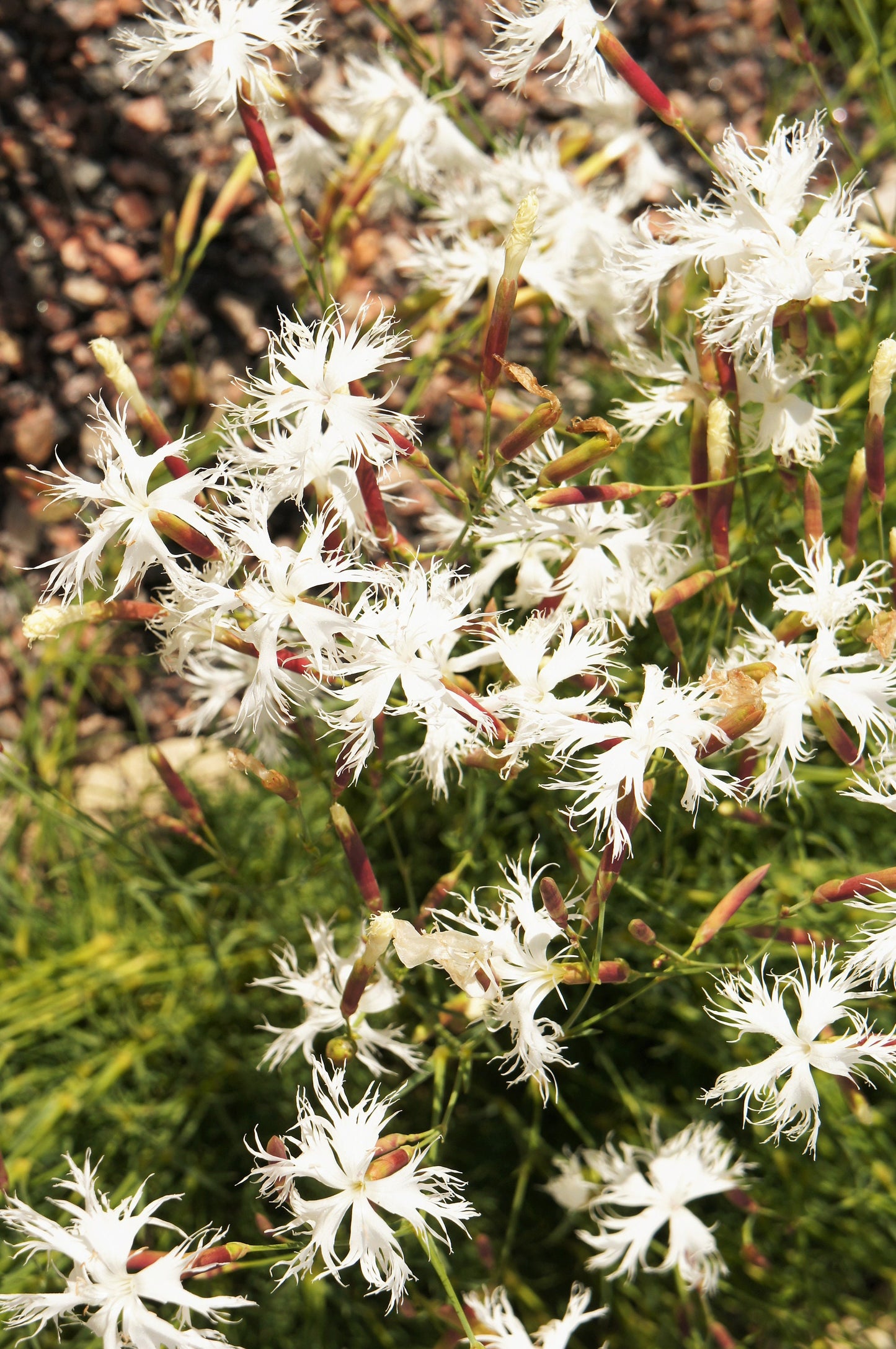 25 Dwarf LITTLE MAIDEN DIANTHUS Arenarius f. Nanus Fragrant White Flower Seeds