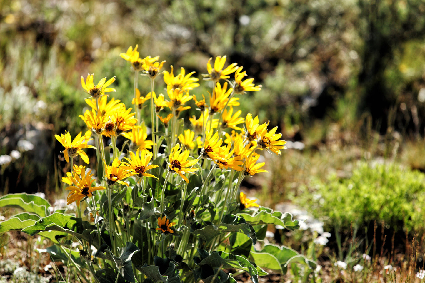 50 ARROWLEAF BALSAMROOT Oregon Sunflower Balsamorhiza Sagittata Native Huge Fragrant Flower Seeds