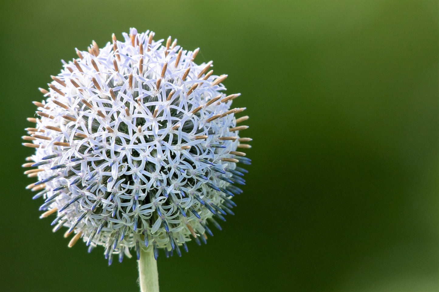 20 Silver GIANT GLOBE THISTLE Echinops Sphaerocephalus Great Globethistle Silvery White Flower Seeds