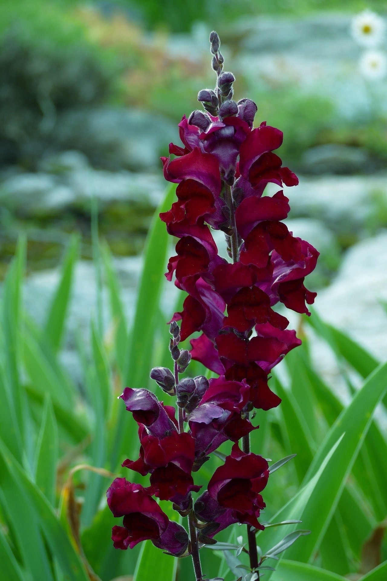 snapdragon plant seeds 250 ' WELCOME ' SNAPDRAGON Antirrhinum Majus Dark Crimson Red Near Black Gothic Garden Flower Seeds