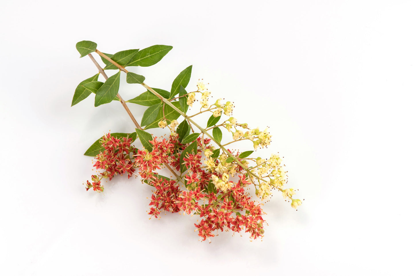 40 WHITE FLOWERING HENNA Tree Lawsonia Inermis var. Alba Dye Plant Tattoo Flower Seeds