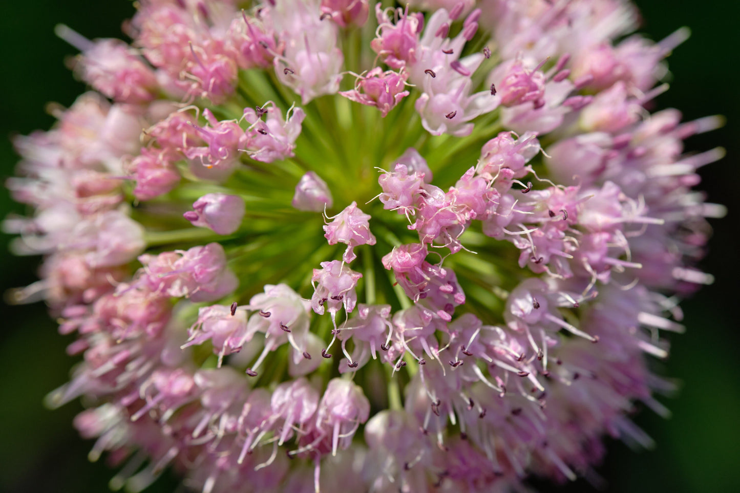10 MOUSE GARLIC Allium Angulosum Wild Garlic Pink Flower Herb Seeds