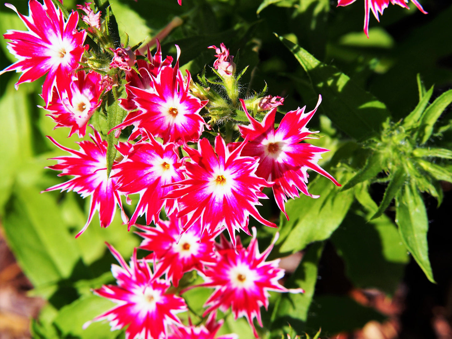 100 TWINKLE DWARF PHLOX Drummondii Cuspidata var. Stellaris Star Mix Two Tone Mixed Colors Pink Purple Red White Flower Seeds